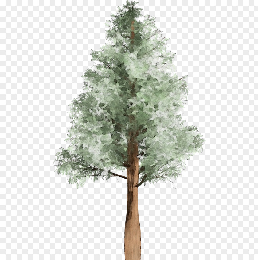Pine Family Trunk Tree Plant Woody White American Larch PNG