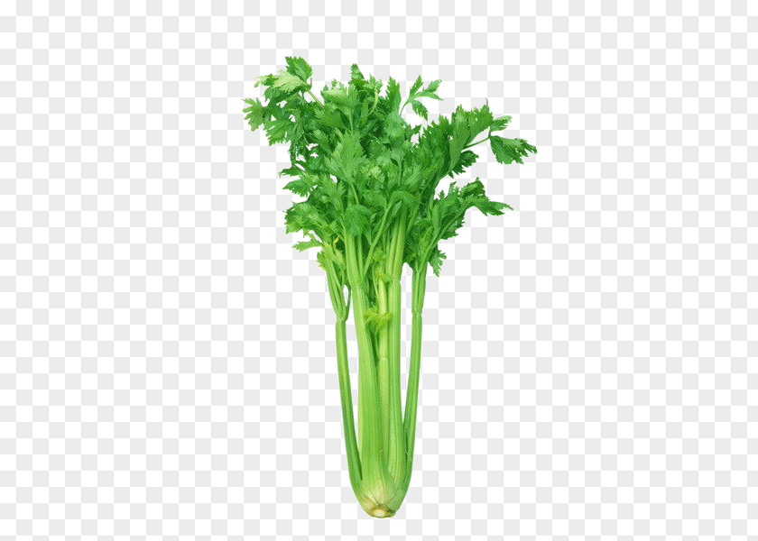 Vegetables Picture Sketch,celery Celeriac Leaf Celery Organic Food Vegetable Health PNG