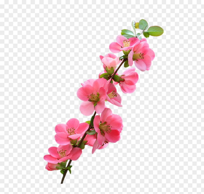 Image Design Art Flower PNG