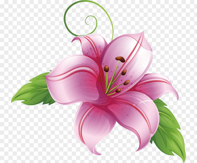 Lily Flower PNG