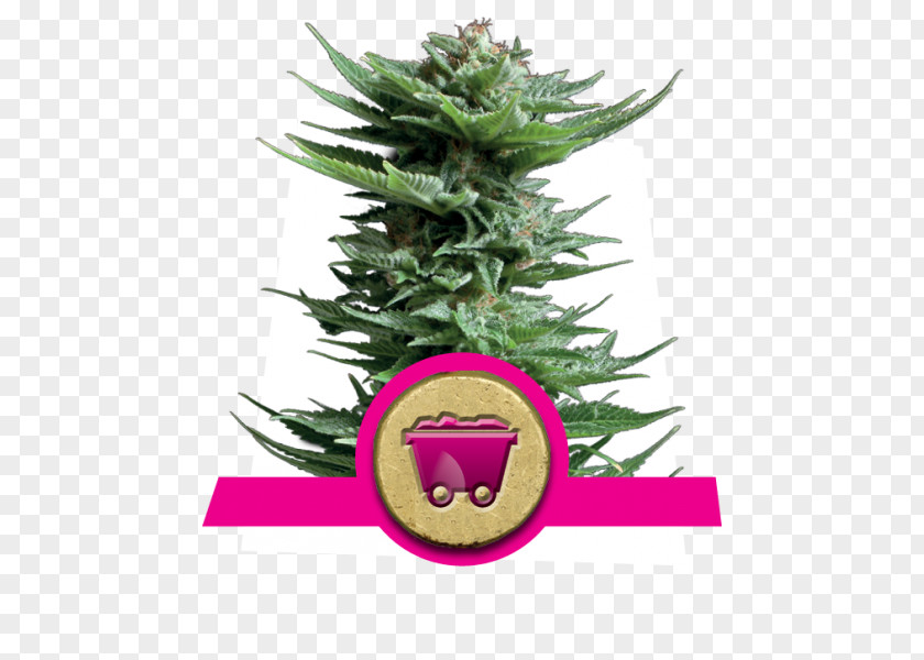 Northern Lights Cannabis Haze Sativa Seed Skunk PNG
