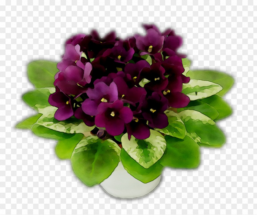 Violet Herbaceous Plant Flower Plants Violaceae PNG