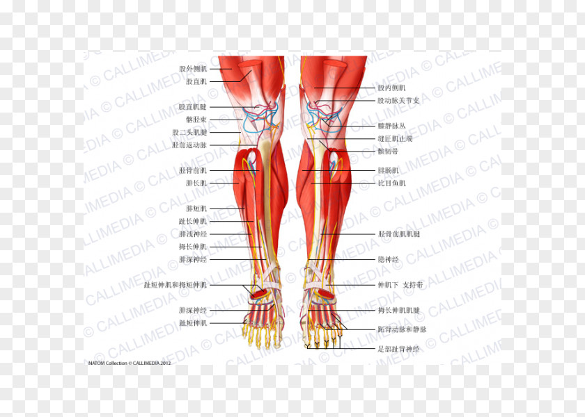 Rectus Femoris Function Muscle Anatomy Crus Muscular System Knee PNG