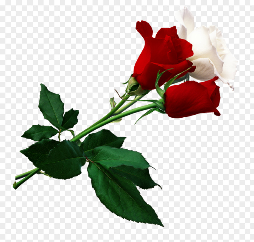 Rose Flower Clip Art PNG