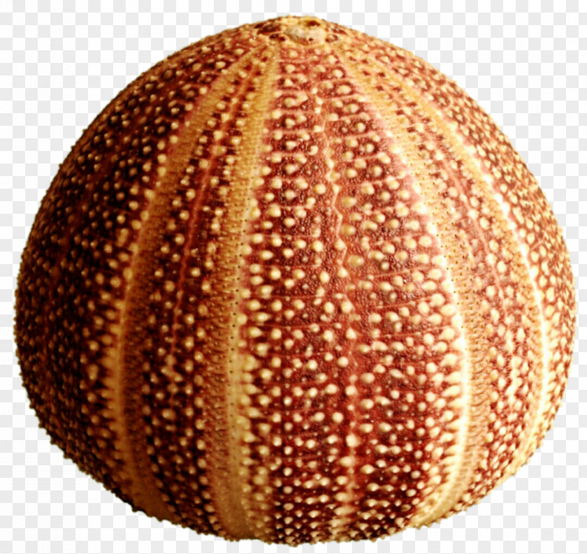 Sea Urchin Sphere PNG