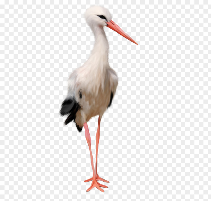 Storkhd Bird Clip Art PNG