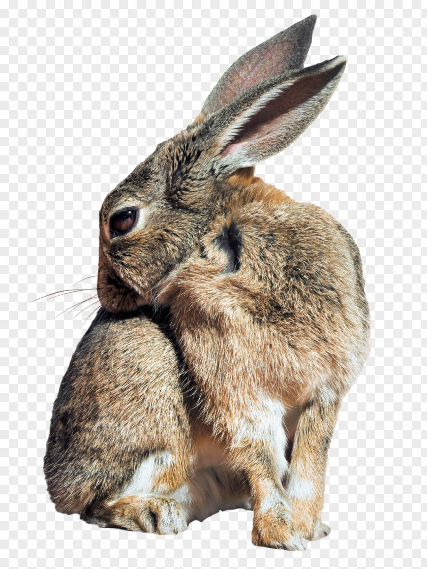 Bunny Rabbit Leporids Domestic PNG