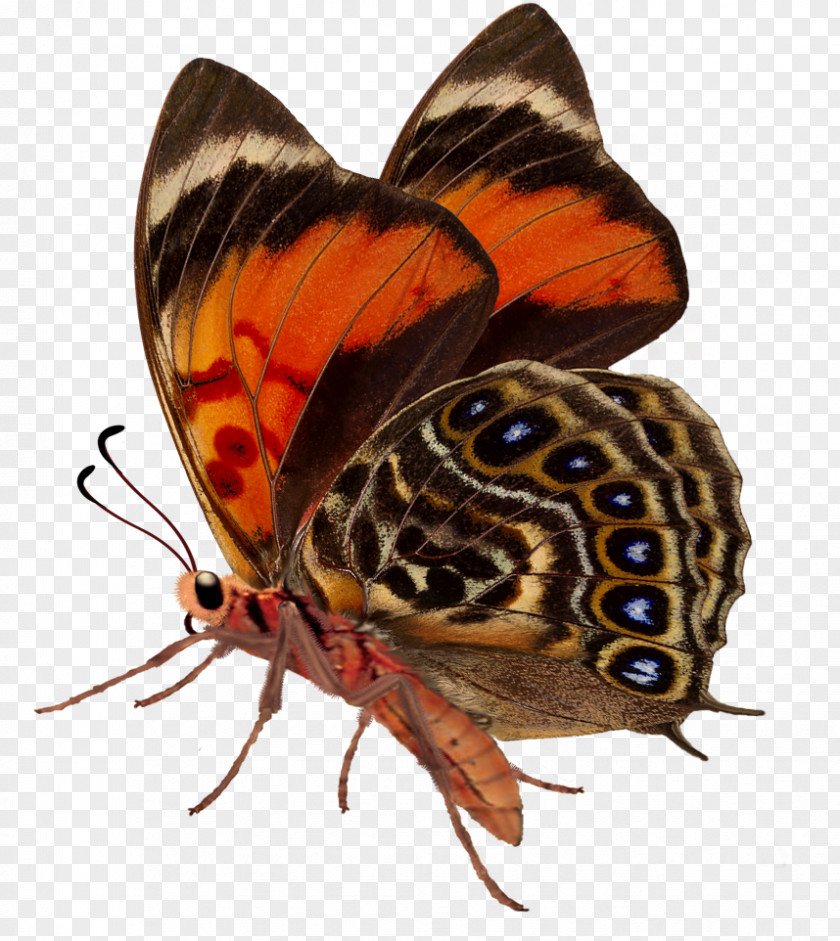Butterfly Brush-footed Butterflies Gossamer-winged Insect Arthropod PNG