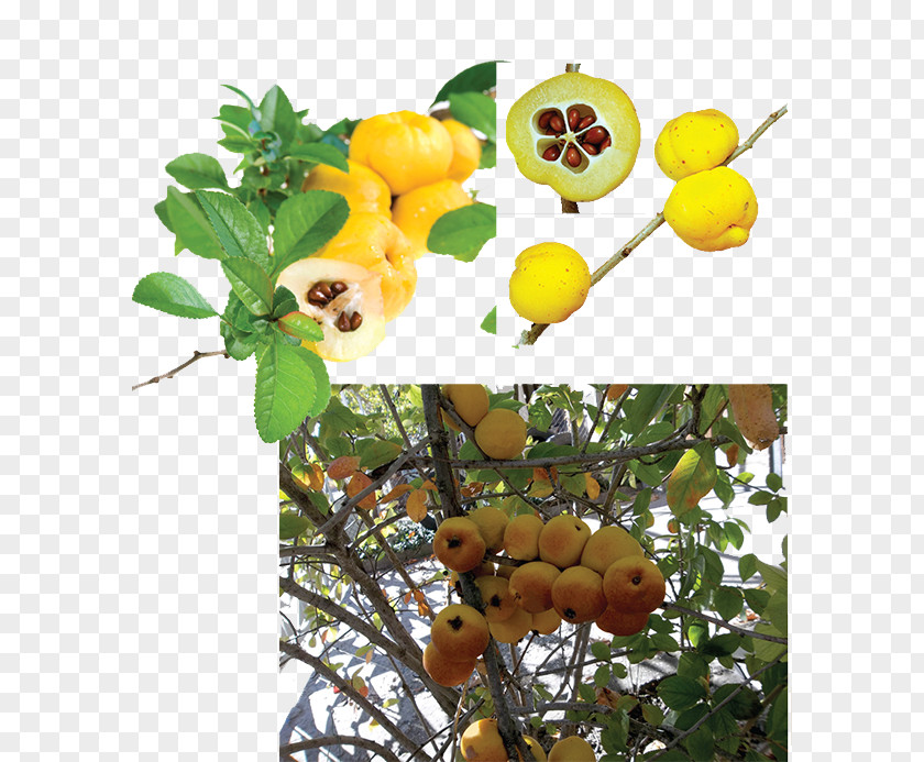 Juice Aronia Melanocarpa Fruit Tree Nature PNG