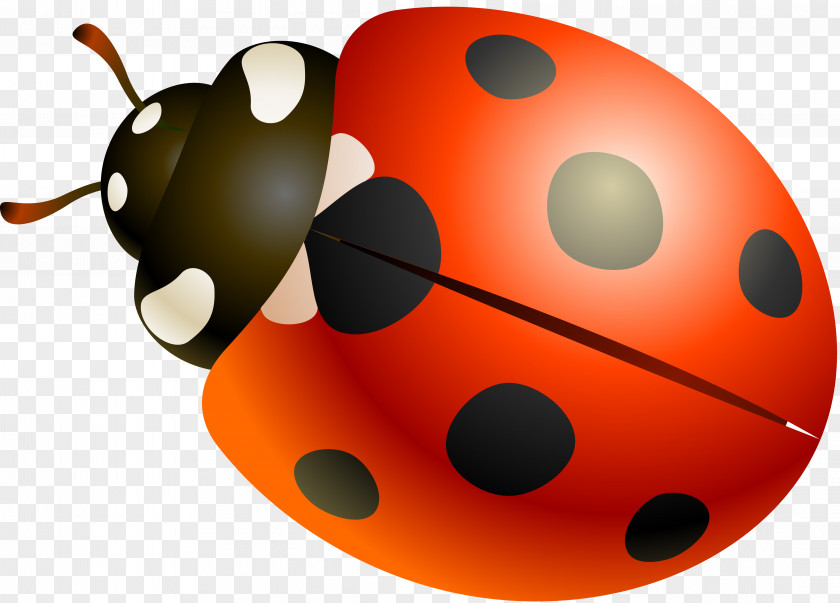 Ladybird Beetle Autumn PNG