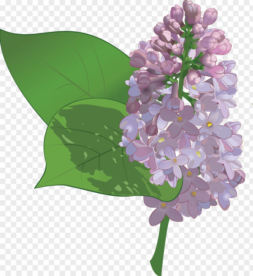 Lilac Flower Clip Art PNG