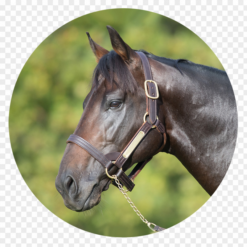 Mustang Bridle Stallion Mare Halter PNG