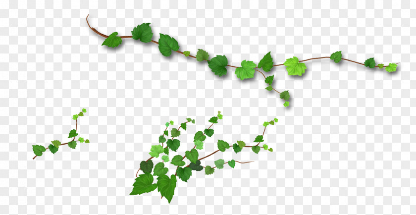 Realistic Tree Vine Branch Leaf PNG