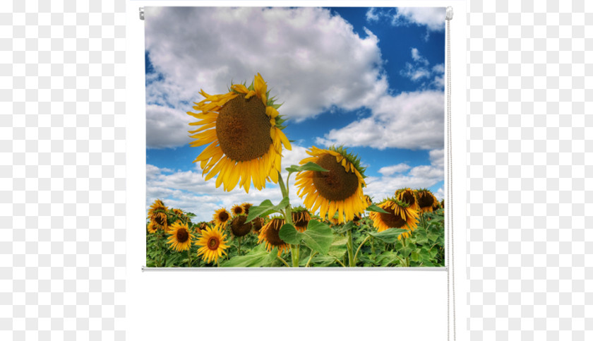 Sunflower Field Common Royalty-free Stock Photography PNG