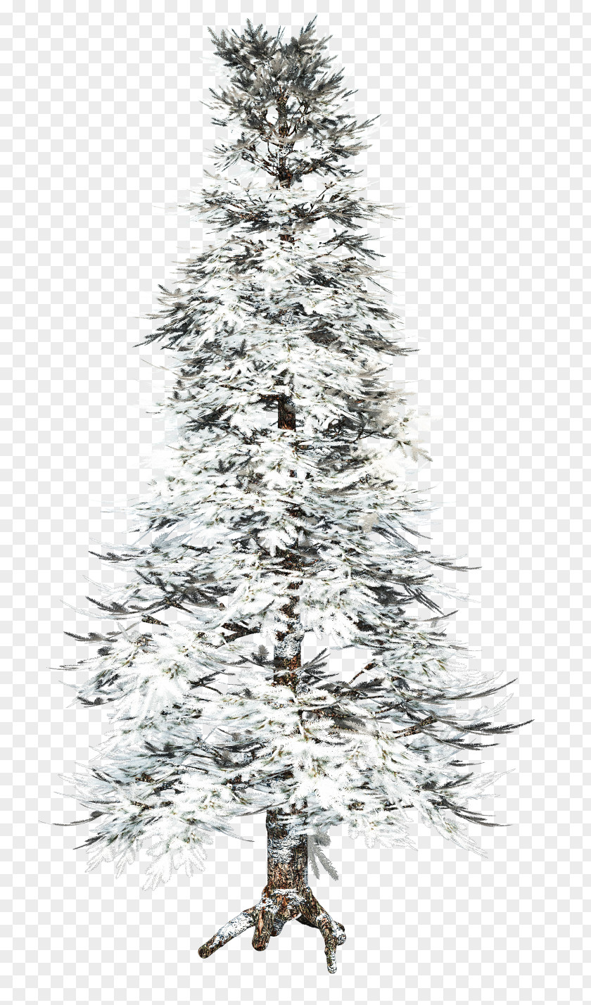 Winter Tree PNG