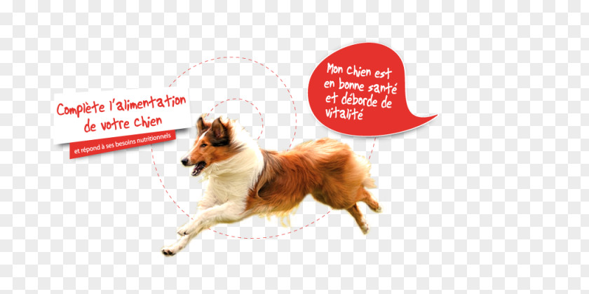 Dog Breed Advertising Leash Snout PNG