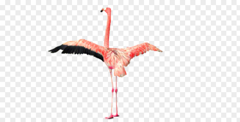 Flamingo Wings Phoenicopteridae Clip Art PNG