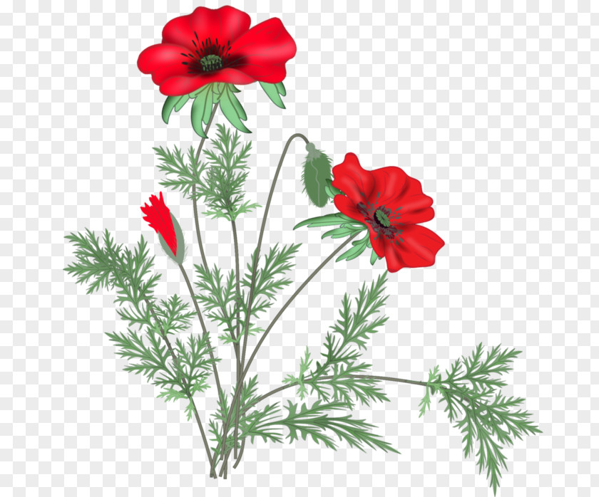 Flower Poppy Blog Clip Art PNG
