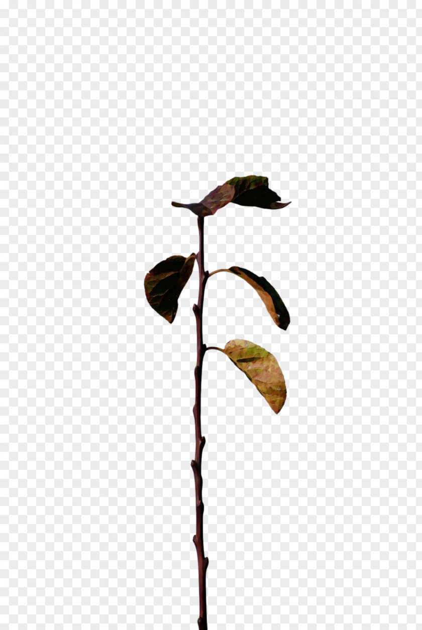 Leaf Plant Stem Twig Flora M-tree PNG