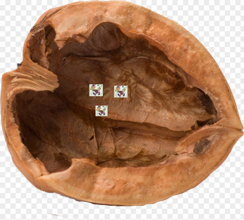 Nutshell Walnut Stock Photography PNG