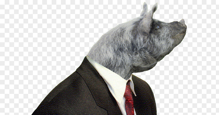 Pig Snout Suit Generation Of Swine PNG