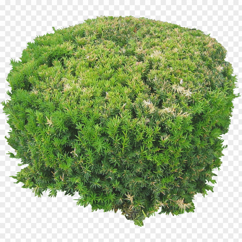 Plants Flowers Image Top View Shrub Tree Rendering PNG
