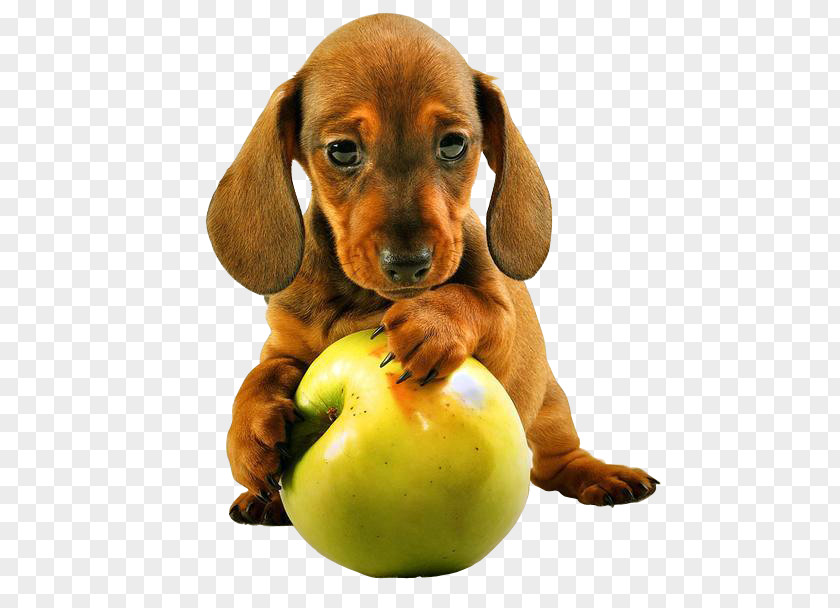 Puppy Dachshund Pet Sitting Chihuahua Cavapoo PNG