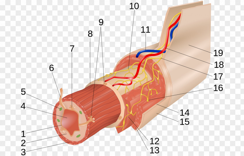 Digestive Vector Myenteric Plexus Submucous Muscular Layer Gastrointestinal Tract PNG