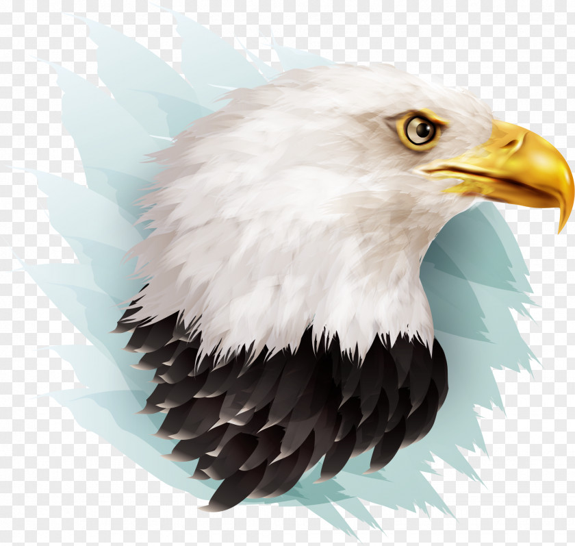 Vector Illustration Eagle Bald Bird Beak PNG