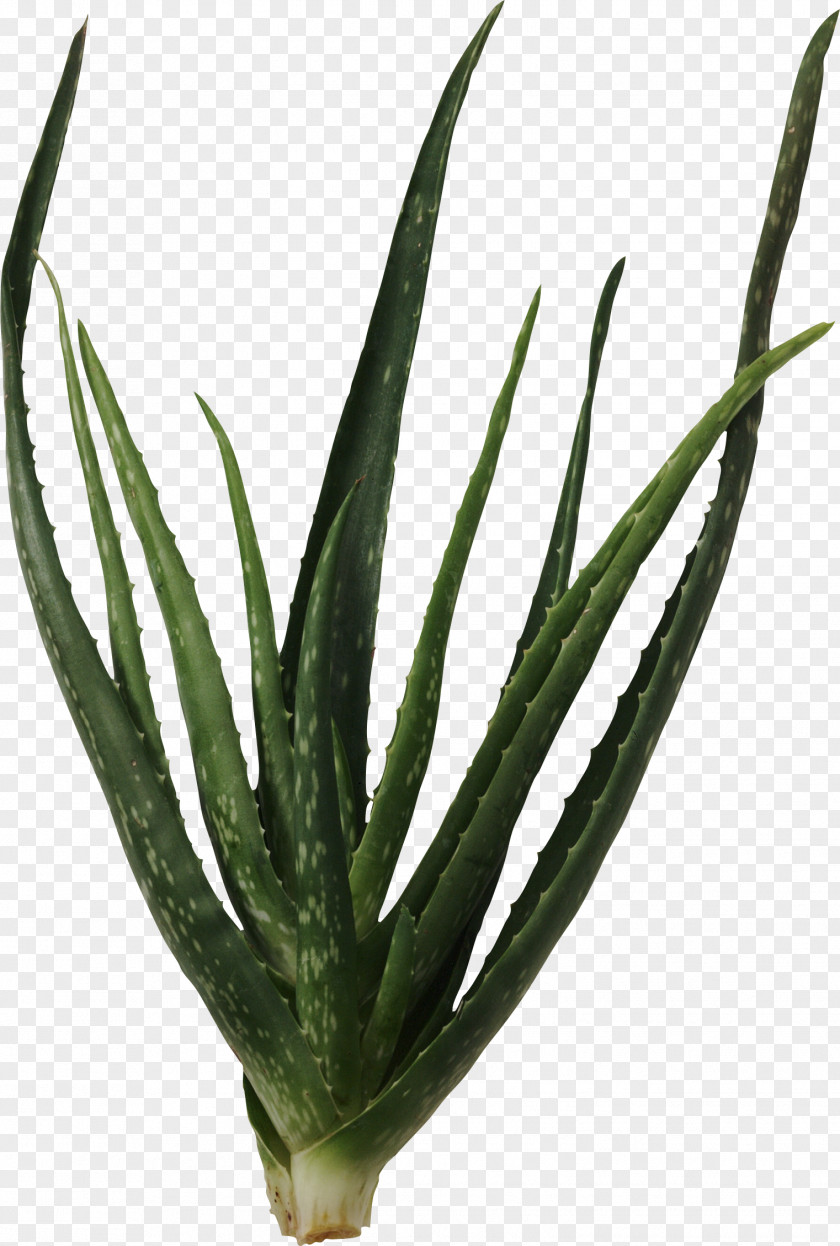 Cactus Succulent Plant Cactaceae Aloe Vera Clip Art PNG