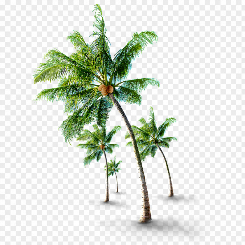 Coconut Grove Tree If(we) PNG