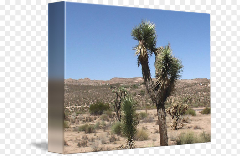 Desert Landscape Shrubland Arecaceae Ecoregion Vegetation PNG