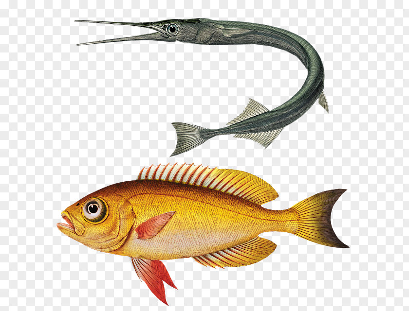 Fish Perch Goldfish Koi Drawing PNG