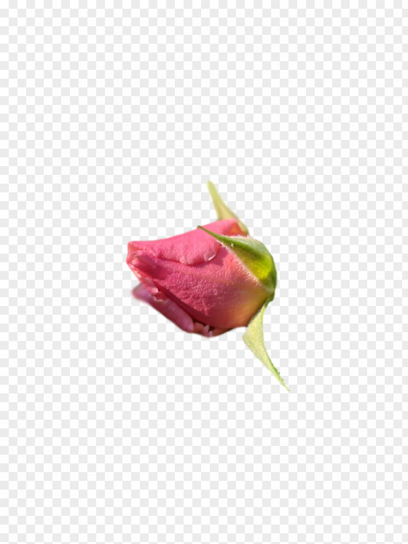 Garden Roses PNG