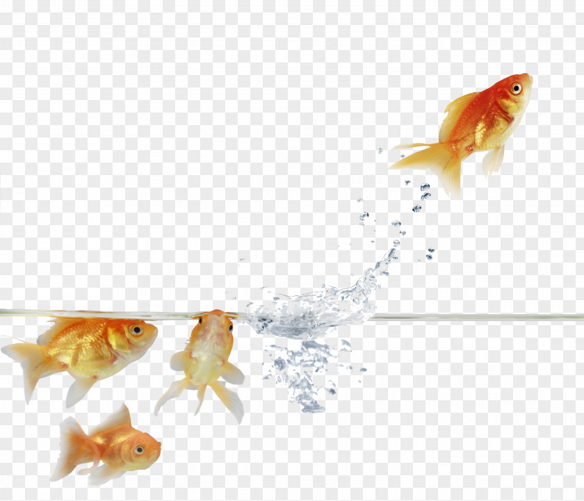 Goldfish Stock Photography Feeder Fish Paper PNG