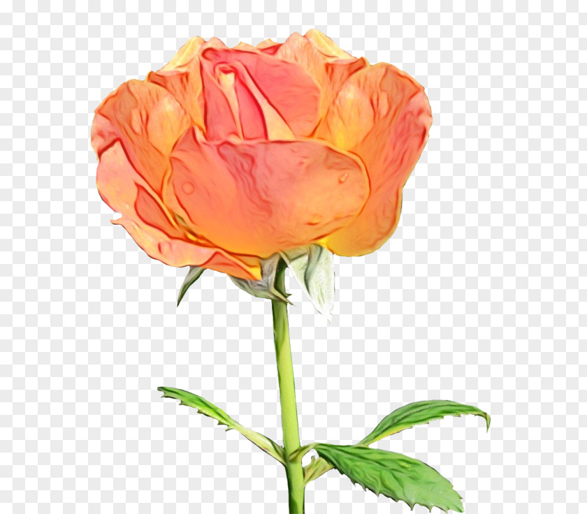 Hybrid Tea Rose Pedicel Garden Roses PNG