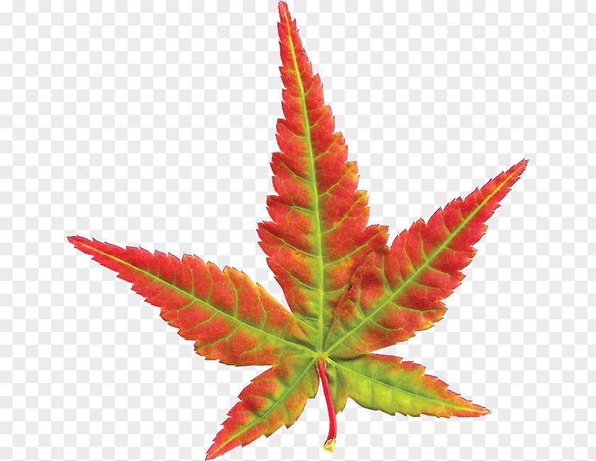 Maple Leaf PNG