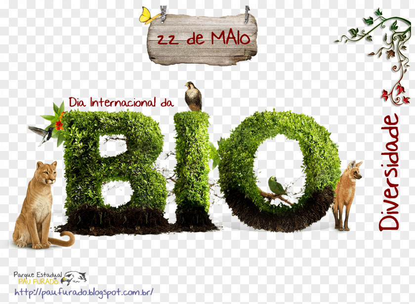 Objetivo Biodiversity International Day For Biological Diversity Life Ecology Conservation PNG