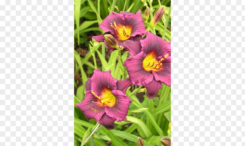 Plant Terra Ceia Farms Daylily Garden Flower PNG