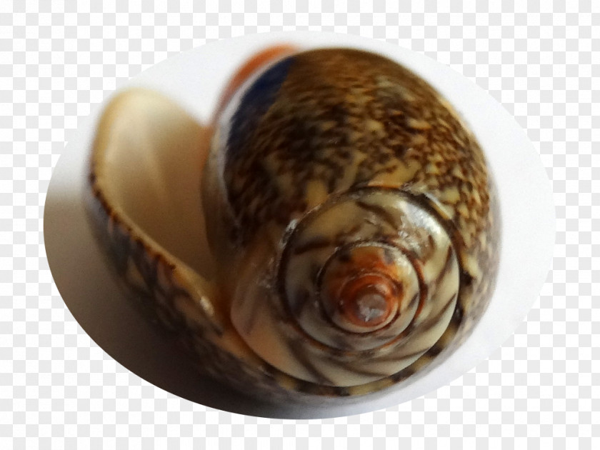 Snail Sea Clam Conchology Seashell PNG