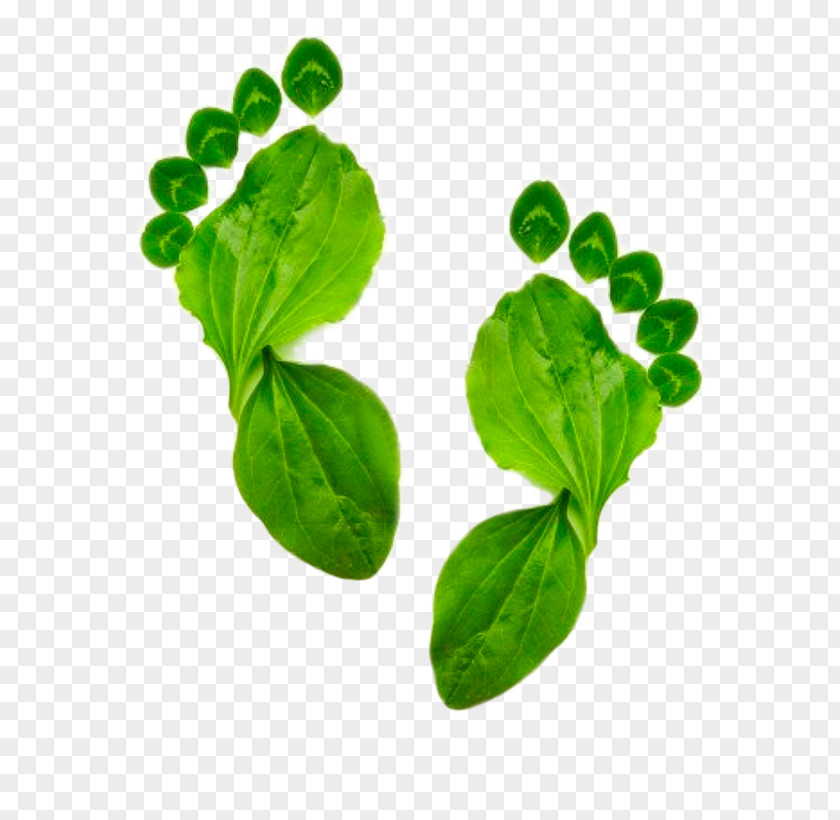 Ecology Ecological Footprint Image Carbon Natural Environment PNG
