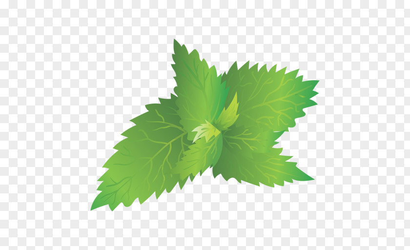 Leaf Image Plants Design PNG