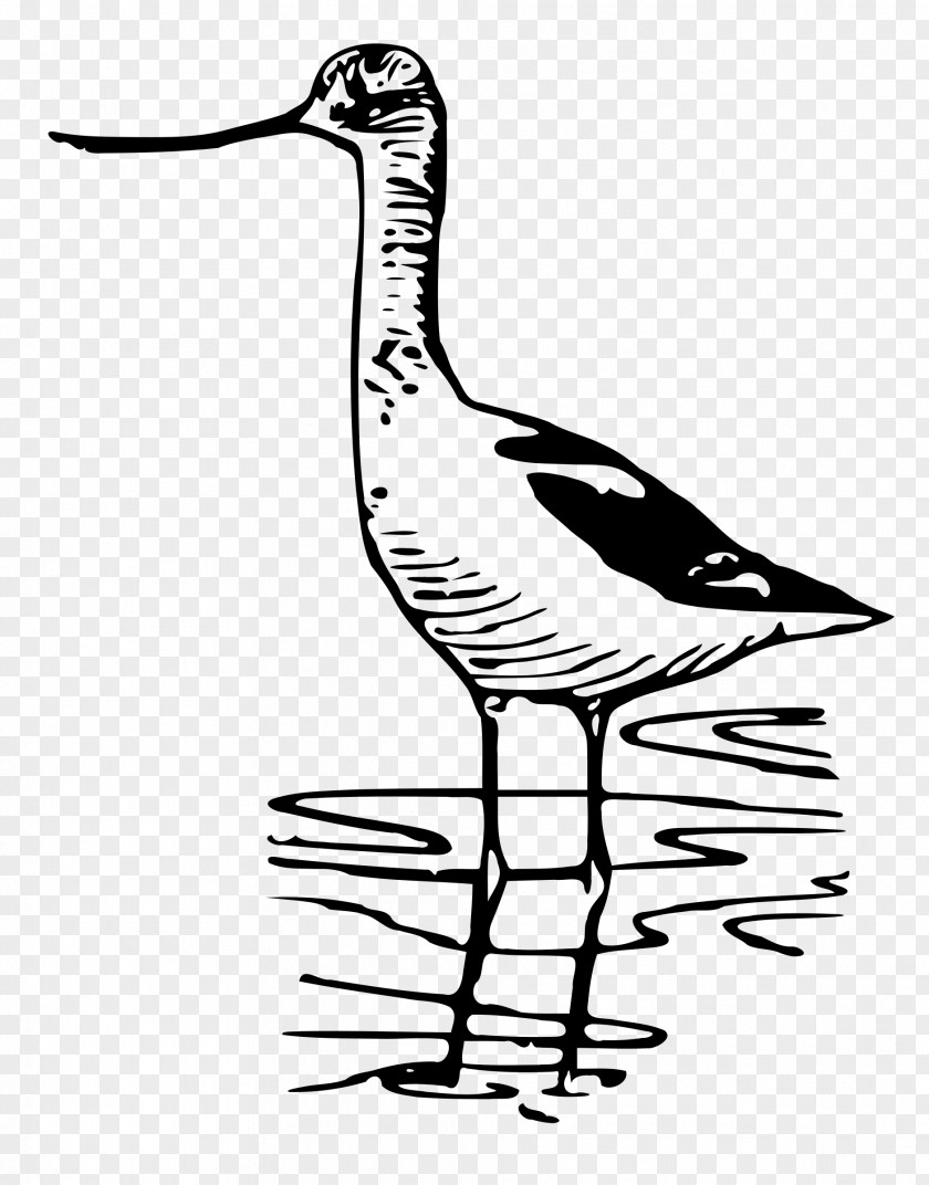 Goose Bird Duck Wader Clip Art PNG