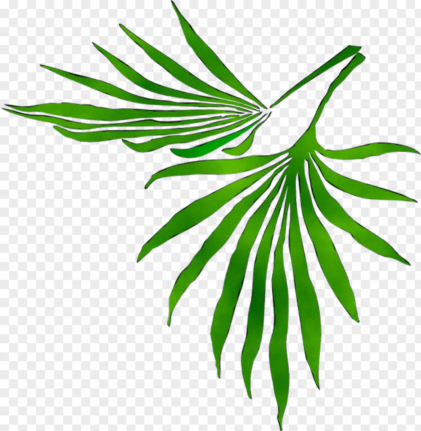 Leaf Plant Stem Flower Clip Art Palm Trees PNG