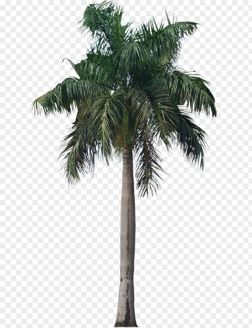 Palm Tree Photo Roystonea Regia Arecaceae Clip Art PNG