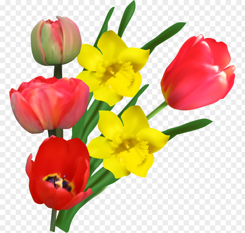 Red Tulips Tulip Yellow Flower Pink PNG