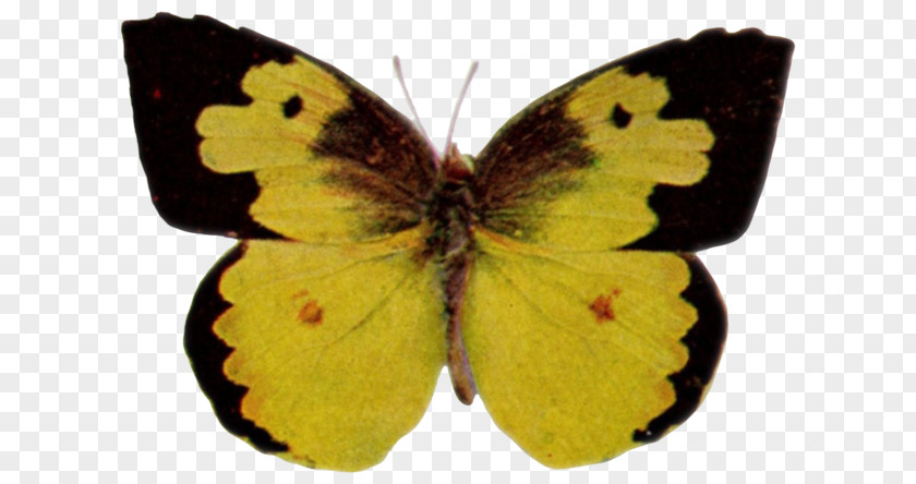Sonia Clouded Yellows Brush-footed Butterflies Gossamer-winged Pieridae Butterfly PNG