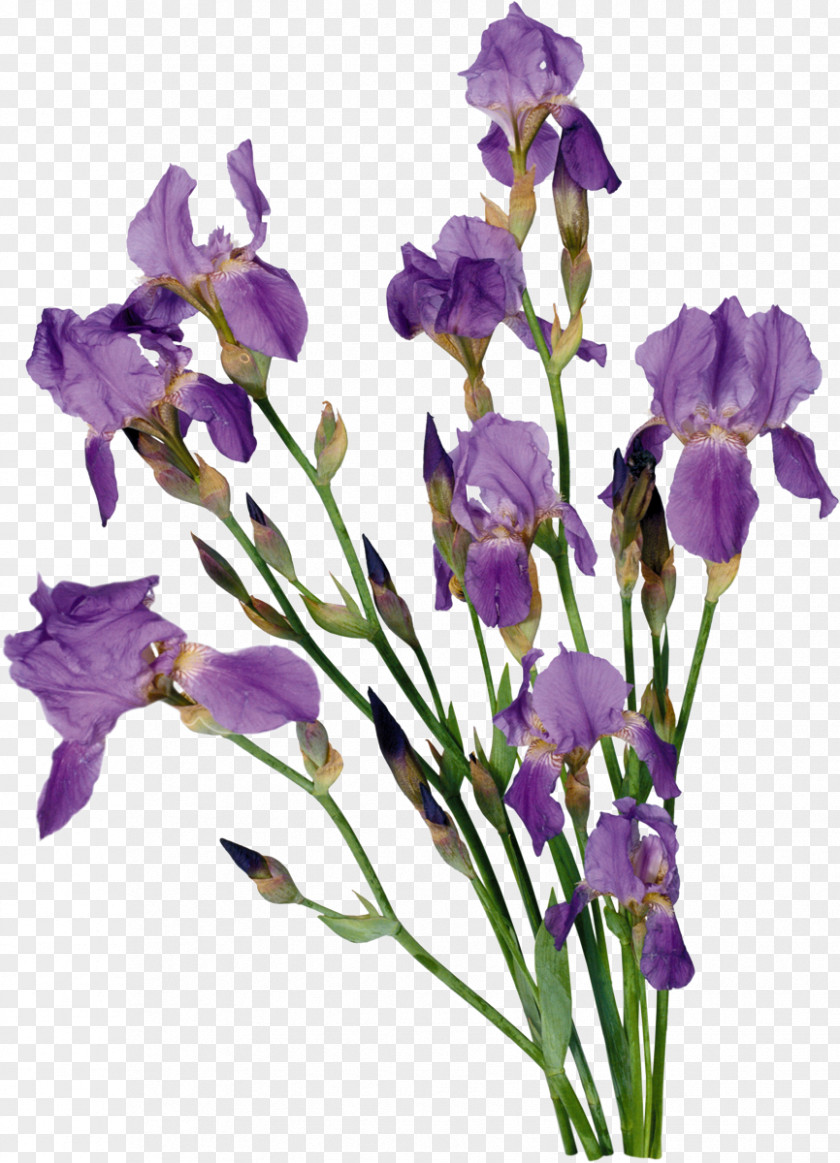 Iris Flower Bouquet Clip Art PNG