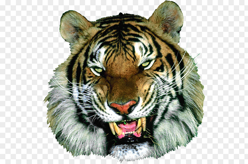 Tiger Animaatio Cat PNG