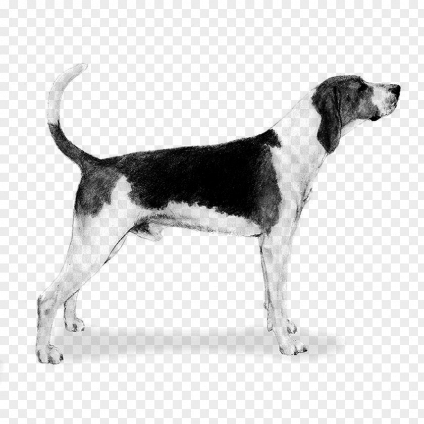 Treeing Walker Coonhound English Foxhound American Harrier Beagle PNG